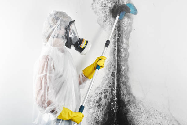 Best Mold Documentation for Insurance Claims  in San Juan, TX