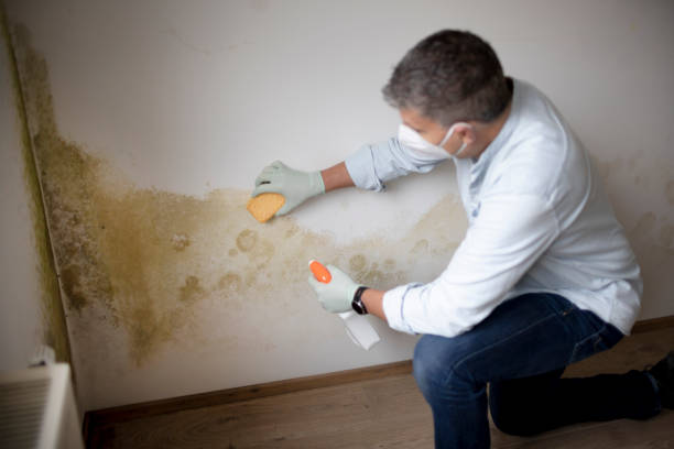 Best Airborne Mold Testing  in San Juan, TX