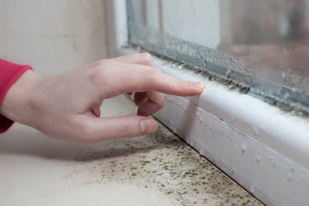 Best Crawl Space Mold Remediation  in San Juan, TX