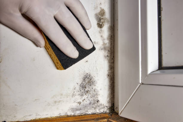 Environmental Consulting for Mold Prevention in San Juan, TX